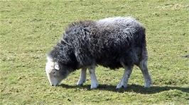 One of the many Herdwick Sheep we found in a field by the lane to Bolventor
